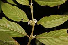 Lasianthus acuminatus